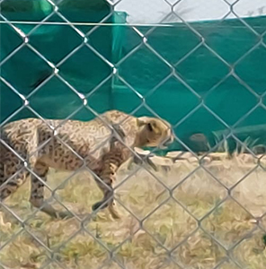 Now top priority to Cheetahs in Madhya Pradesh